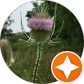 Elcycad (Elcycad) Elcycad (Elcycad)